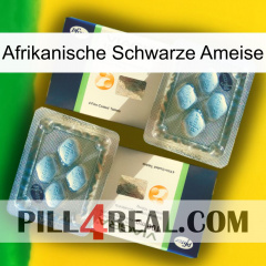 African Black Ant viagra5